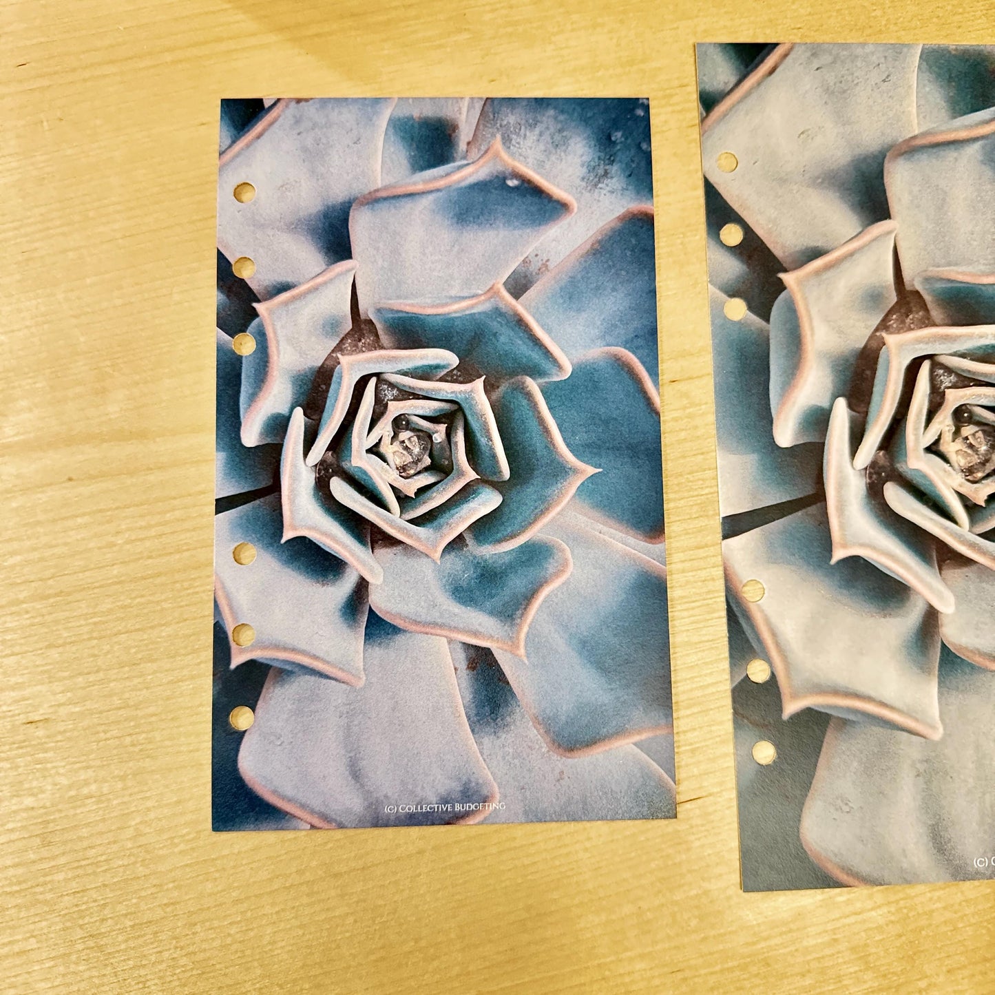 Cactus Flower Budget Binder Dashboard: Floral Decorative Cover Insert | A5 A6