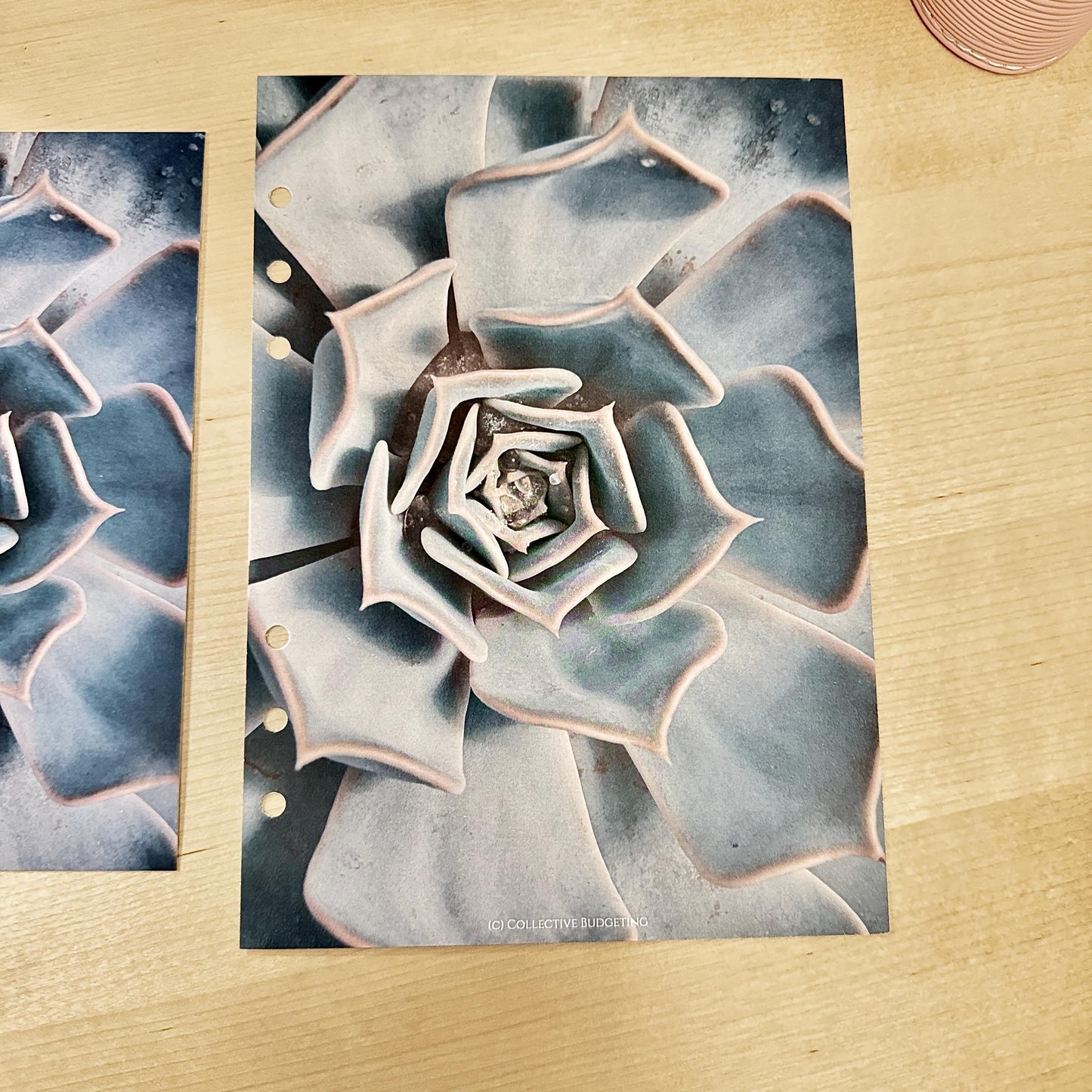 Cactus Flower Budget Binder Dashboard: Floral Decorative Cover Insert | A5 A6